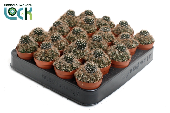 <h4>CACTUS GEM 3 SRT</h4>