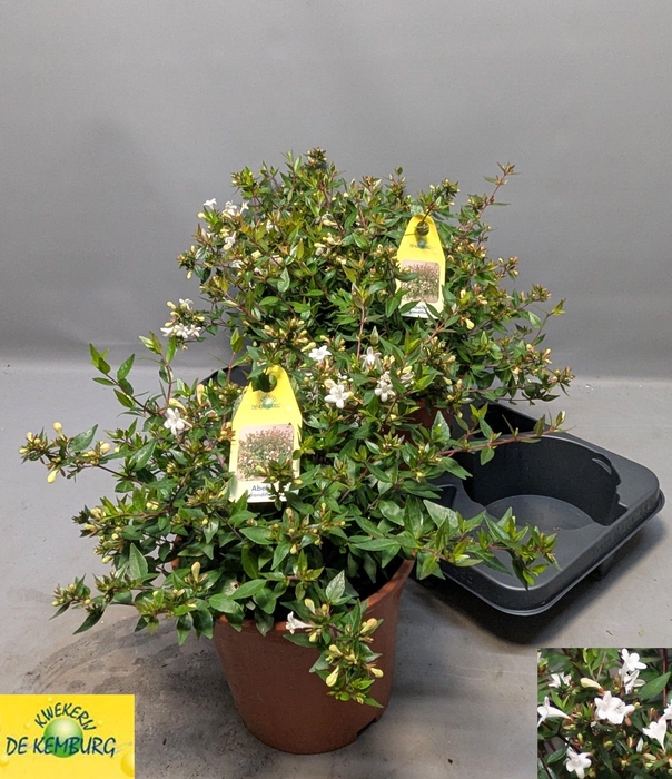 <h4>ABEL GRANDIFLORA</h4>