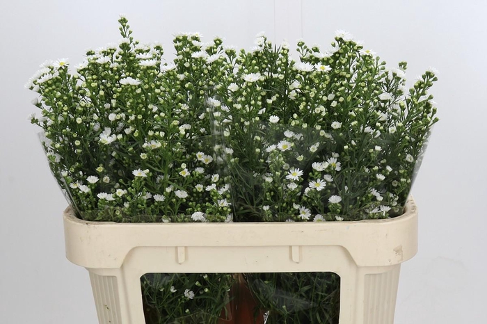 <h4>Aster Paquita</h4>