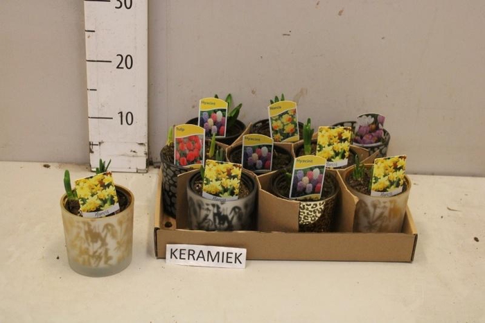 <h4>BOLBLOEMEN GEM</h4>