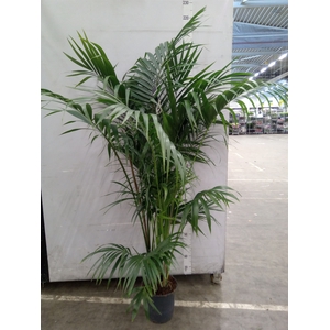 Howea forsteriana