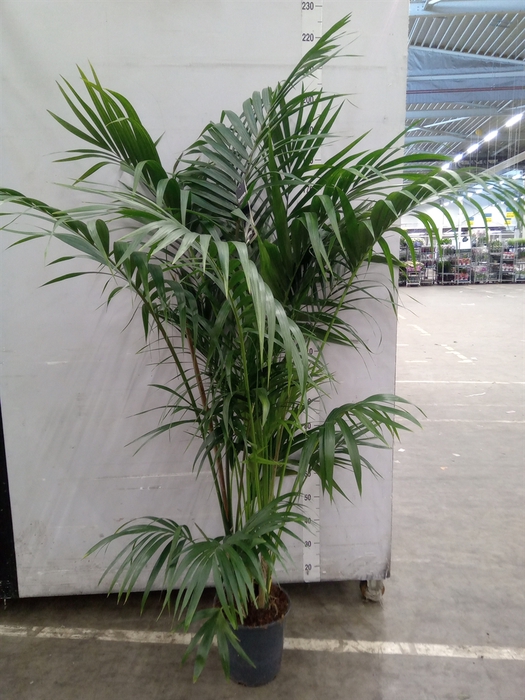 <h4>Howea forsteriana</h4>