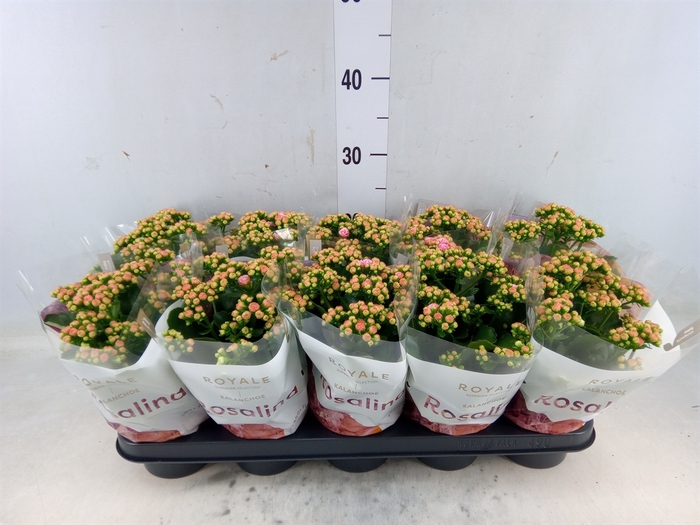 <h4>Kalanchoe blos. 'RosDon Alano'</h4>