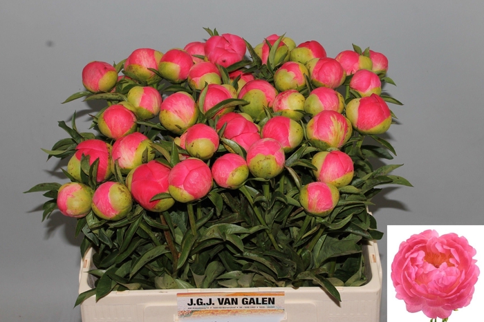 <h4>PAEO CORAL SUNSET</h4>