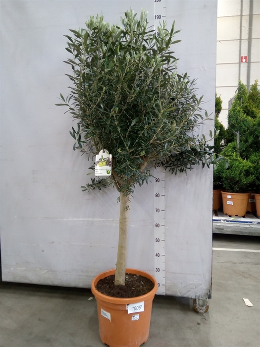 <h4>Olea europaea</h4>