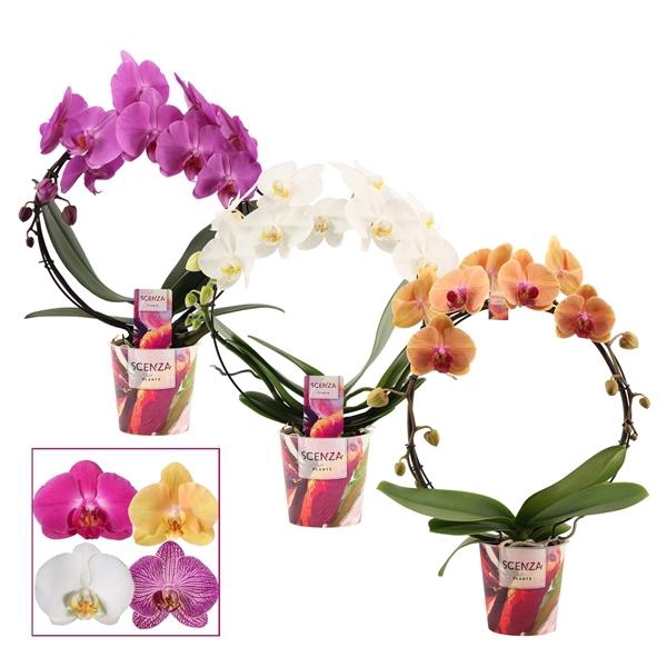 <h4>Phalaenopsis gemengd</h4>