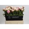 Paeonia Carl G. Klehm