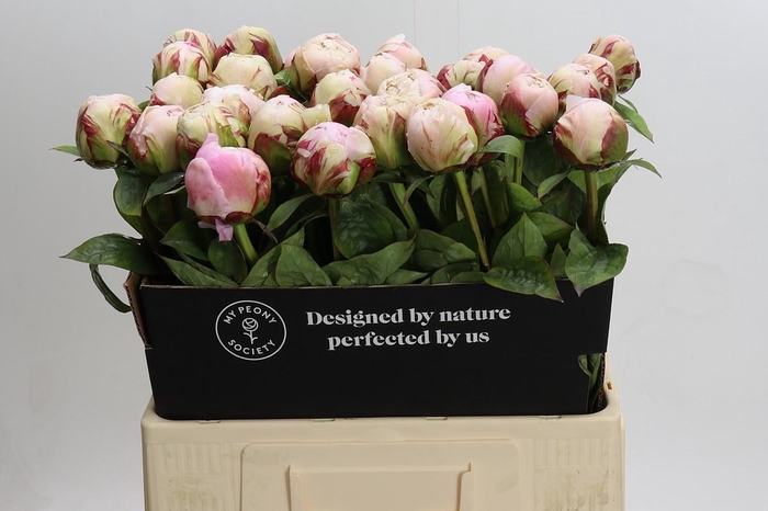 Paeonia Carl G. Klehm