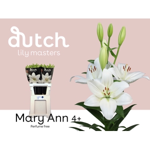 LI LA MARY ANN 4+