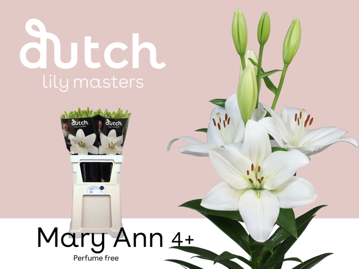 <h4>LI LA MARY ANN 4+</h4>