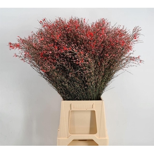 Genista 400gr Col Red