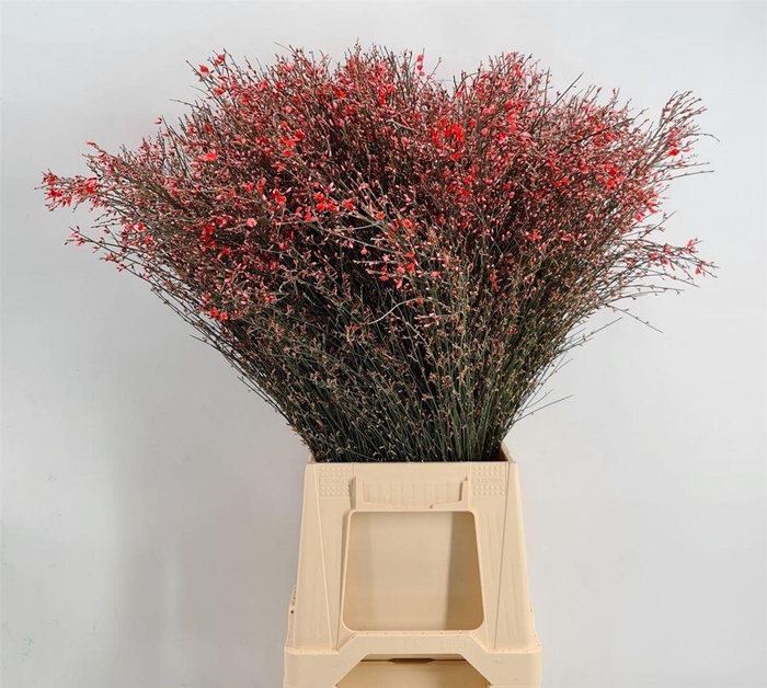 <h4>Genista 400gr Col Red</h4>