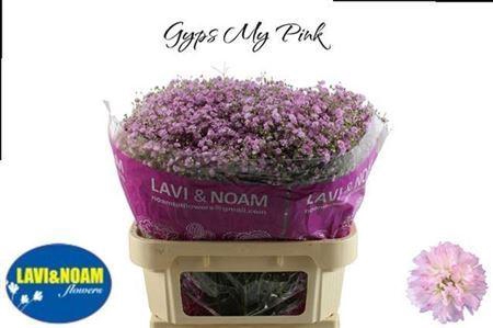 <h4>Gyps Pa My Pink</h4>