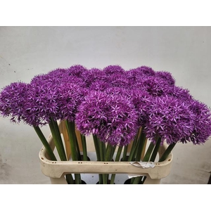 ALLIUM GLOBEMASTER