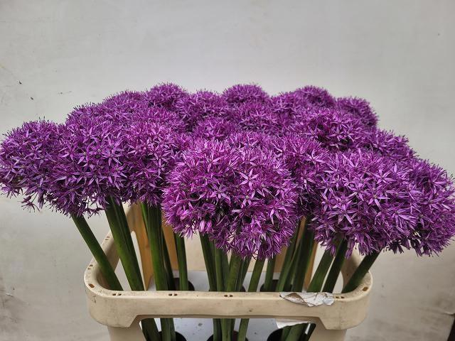 <h4>ALLIUM GLOBEMASTER</h4>