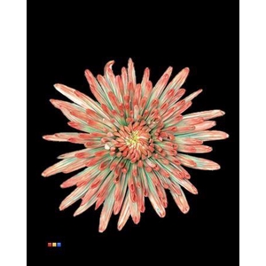 Chr G Topspin Tropicana