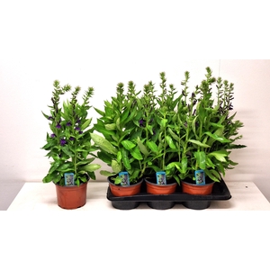 LOBE SP STAR BLUE