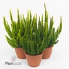 .Calluna vulgaris skyline gemengd
