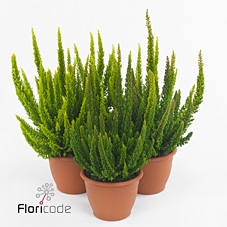 .Calluna vulgaris skyline gemengd