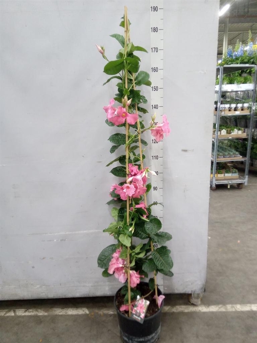 <h4>Mandevilla am. 'Alice du Pont'</h4>