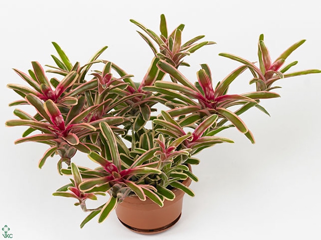 Nidularium  'Fire Ball Striped'