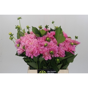 Dahlia Pink Pop