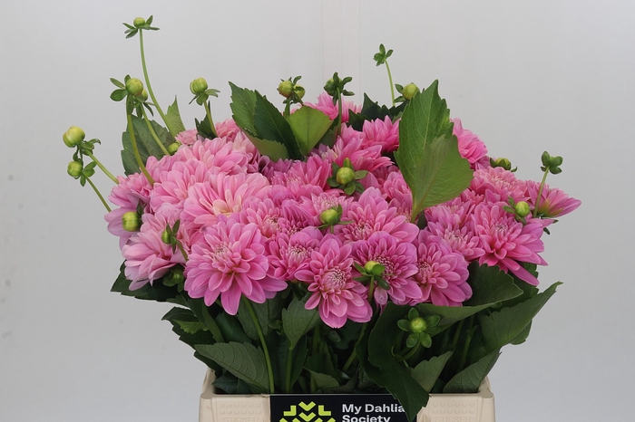 Dahlia Pink Pop