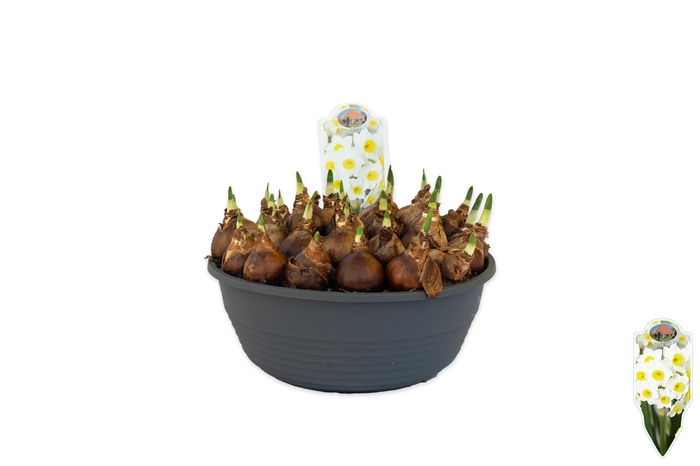 <h4>Narcissus Avalex</h4>