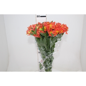 ALSTROEMERIA TROPICANA 080 CM