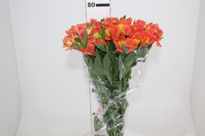 <h4>ALSTROEMERIA TROPICANA 080 CM</h4>