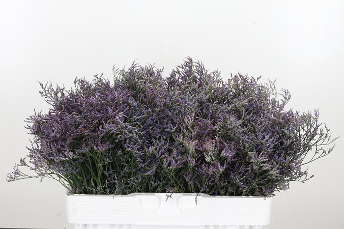 <h4>Lim Saf Dark Blue</h4>