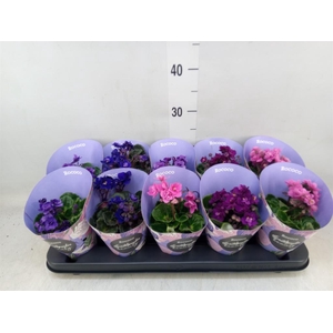 Saintpaulia  'Inova Rococo'   ..mix