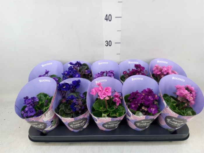 <h4>Saintpaulia  'Inova Rococo'   ..mix</h4>