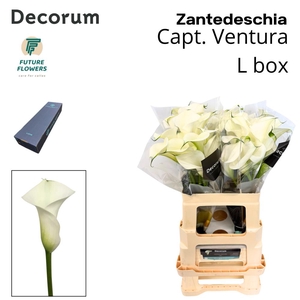 Zant Capt Ventura Large Box 60 Cm