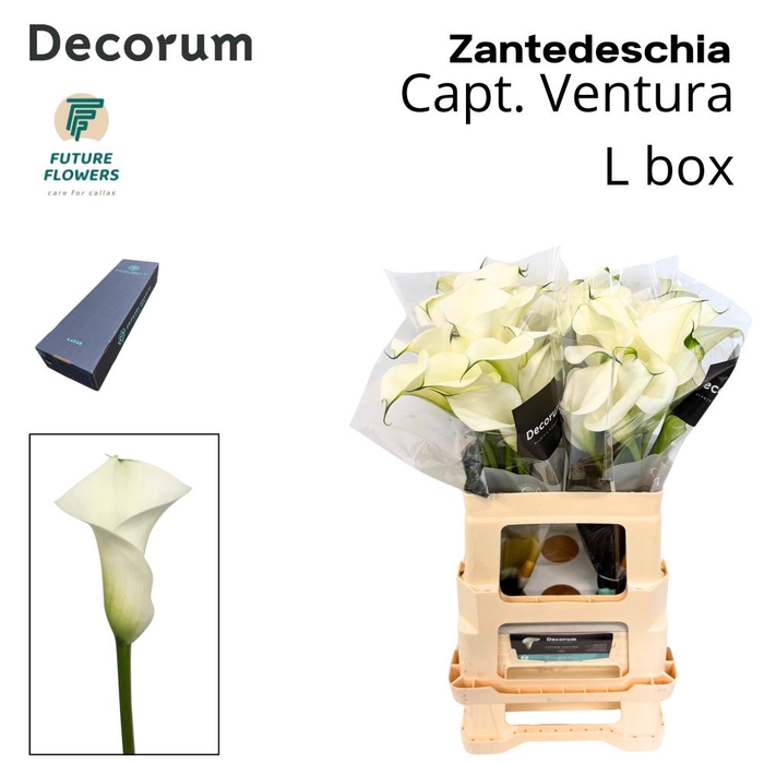 <h4>ZANT CAPT VENTURA LARGE BOX 60 cm</h4>
