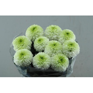 CHR G ALIBABA WIT GROEN