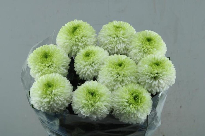 <h4>CHR G ALIBABA WIT GROEN</h4>