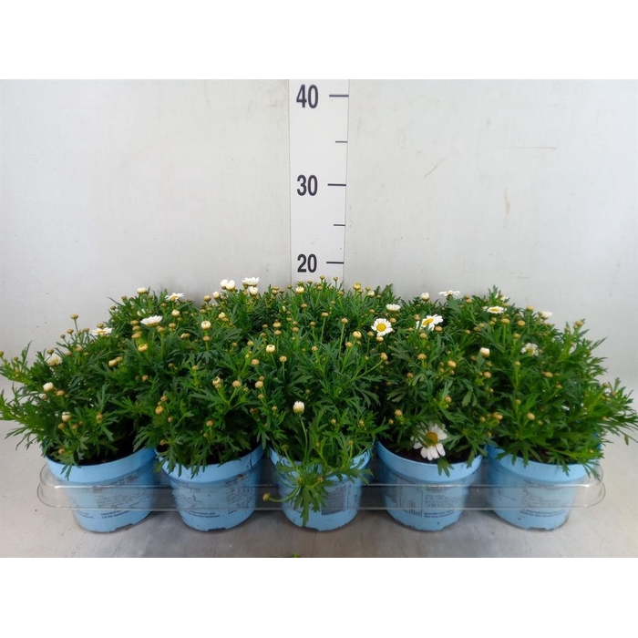 <h4>Argyranthemum  'La Rita Comp White'</h4>