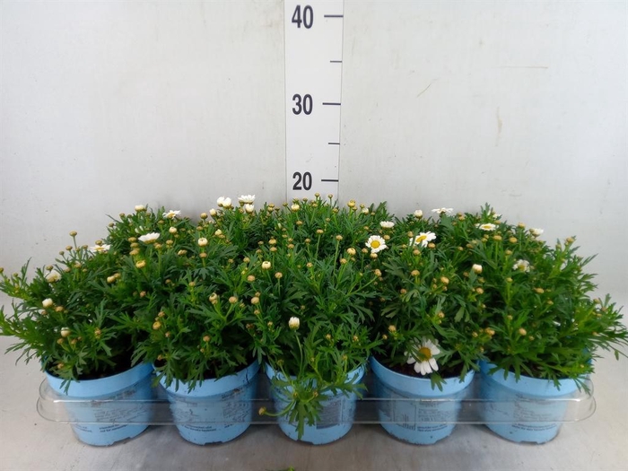 <h4>Argyranthemum  'La Rita Comp White'</h4>