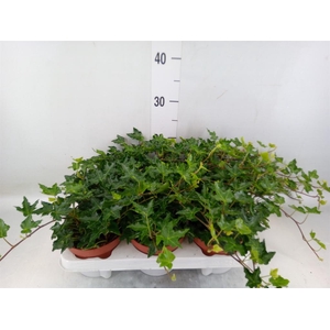 Hedera helix 'Ivalace'