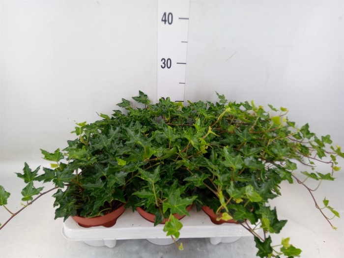 <h4>Hedera helix 'Ivalace'</h4>