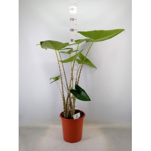 Alocasia zebrina