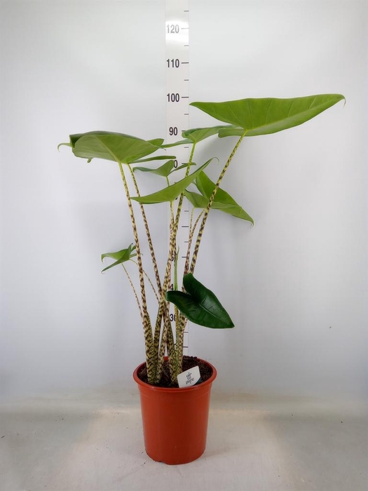 <h4>Alocasia zebrina</h4>