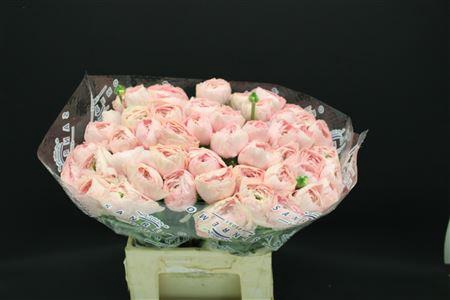 <h4>Cloni Extra Favola</h4>