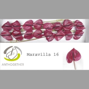 ANTH A MARAVILLA