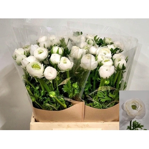 Ran Amandine Snowflake