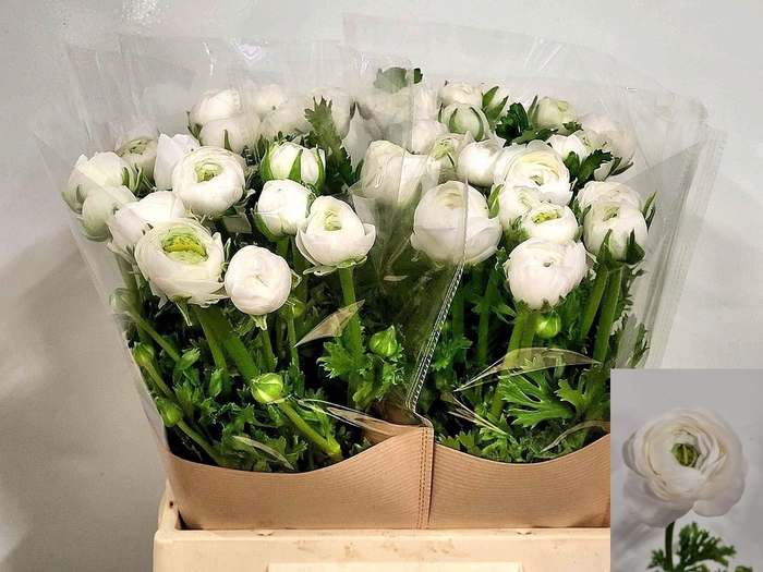 <h4>Ran Amandine Snowflake</h4>