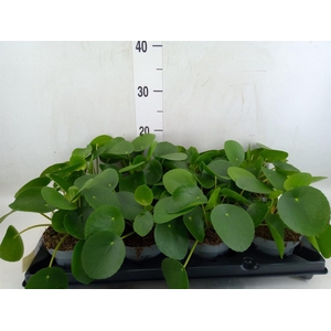 Pilea peperomioides