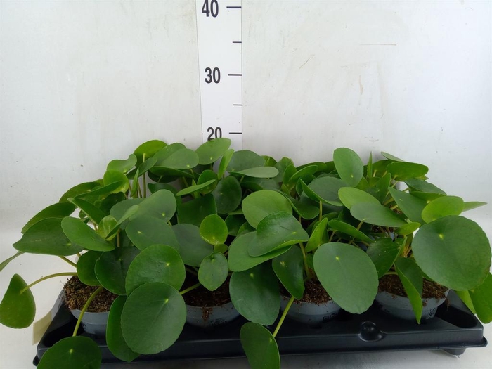 <h4>Pilea peperomioides</h4>