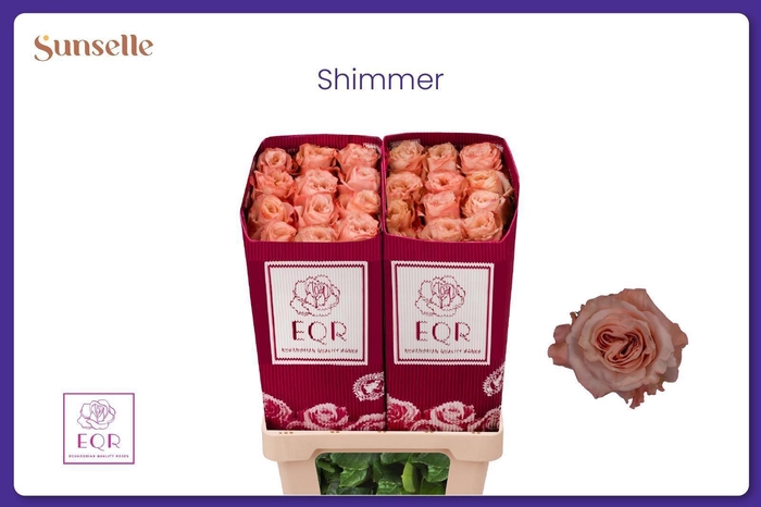 <h4>R GR SHIMMER</h4>